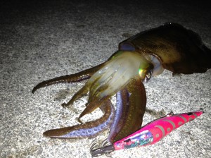 あわびイカ