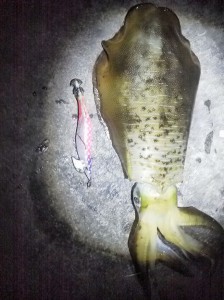明石沿岸警備隊イカ