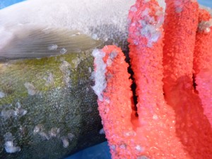 P1020464