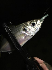 20141031古宮d