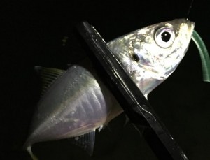20141031古宮f