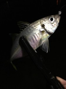 20141031古宮l