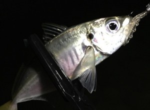 20141031古宮m