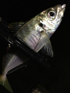 20141031古宮p