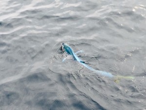 IMG_0548
