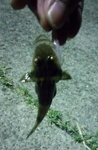 20150911a