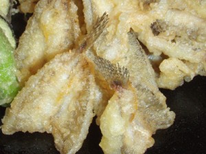 hazestenpuras01