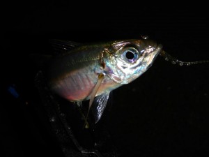 201510j