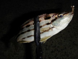 201510y