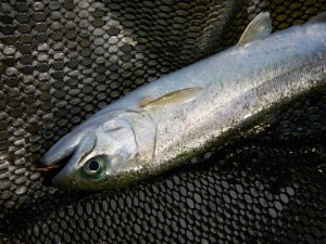 20151130k