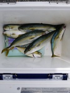 ライトタックルでツバス つり具 山陽 Webサイト